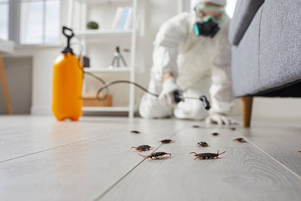 Post-Treatment Bed Bug Interceptor Monitoring in Sibley
